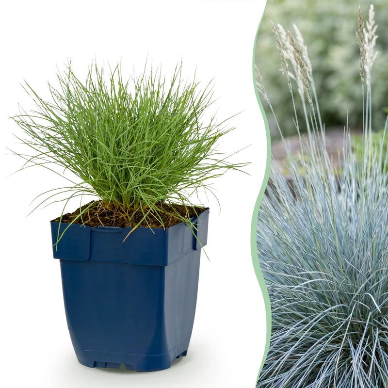Festuca glauca - Blauwgras - Groenblijvend - Blauw - 24 Planten