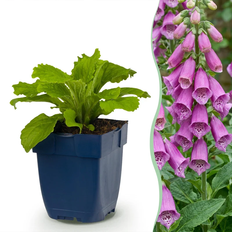 Digitalis purp. Dalmatian Purple - Vingerhoedskruid - Schaduw - Paars