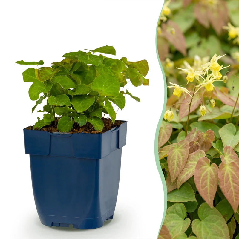 Epimedium perralch. Frohnleiten - Elfenbloem - Schaduw - Geel