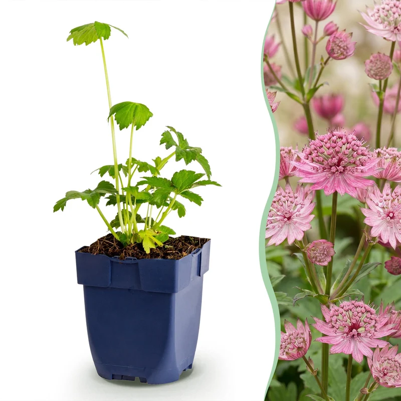 Astrantia major - Sterrenkruid - Schaduw - Wit-Roze