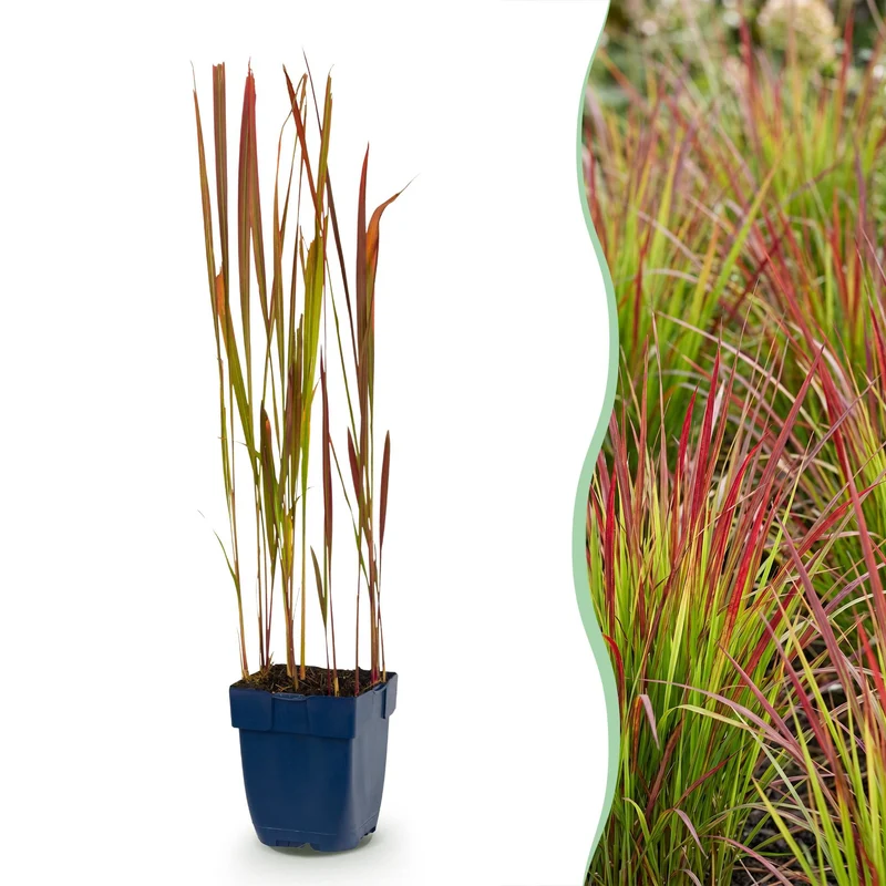 Imperata cylindrica Red Baron - Japans bloedgras - Rode uitlopers - Rood