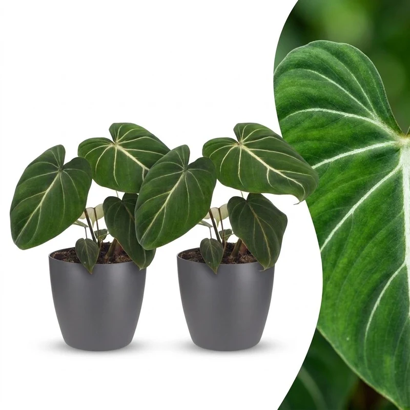 2x Philodendron Gloriosum - Glorie Philodendron met grijze pot