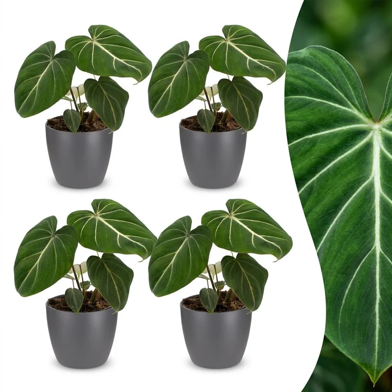 4x Philodendron Gloriosum - Glorie Philodendron met grijze pot