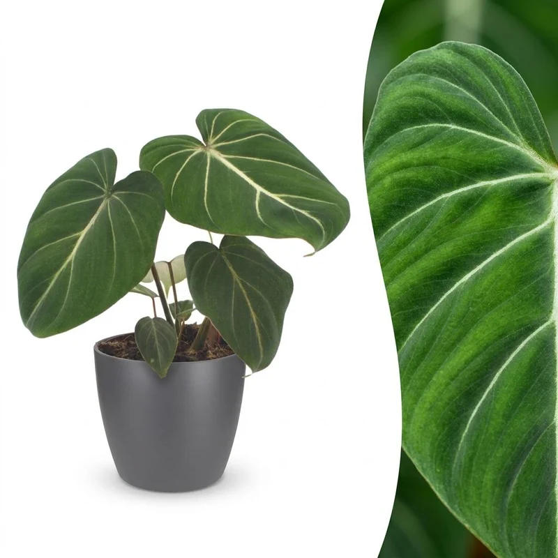 Philodendron Gloriosum - Glorie Philodendron - met grijze pot