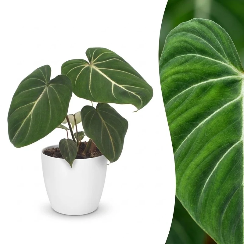 Philodendron Gloriosum - Glorie Philodendron - met witte pot