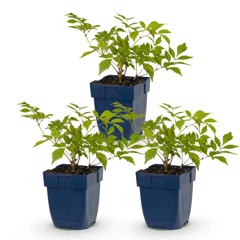 Pluimspirea (J) Deutschland, 3x met witte bloemen