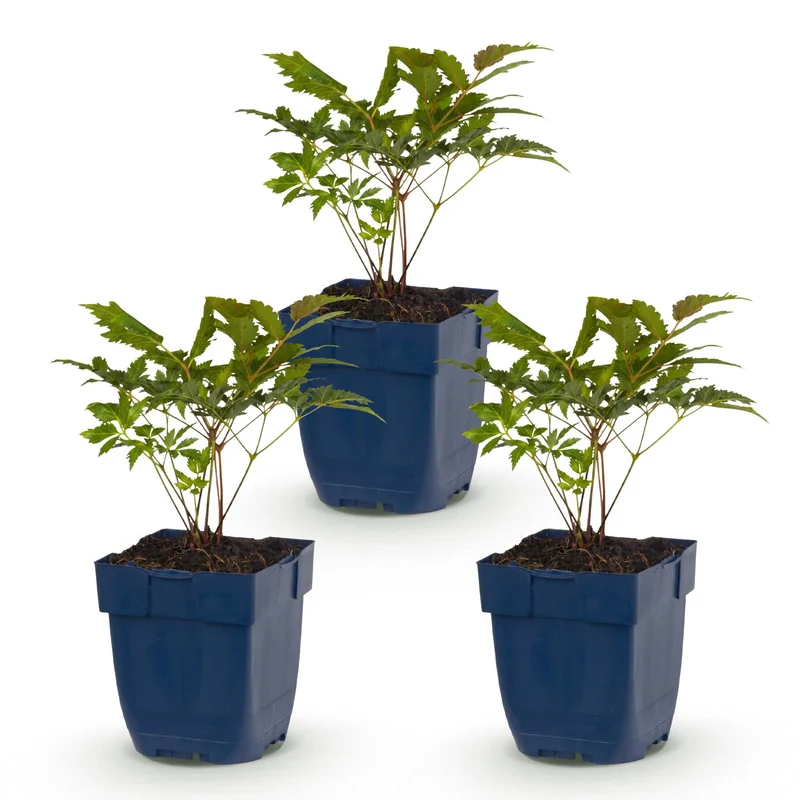 3x Pluimspirea (A) Fanal