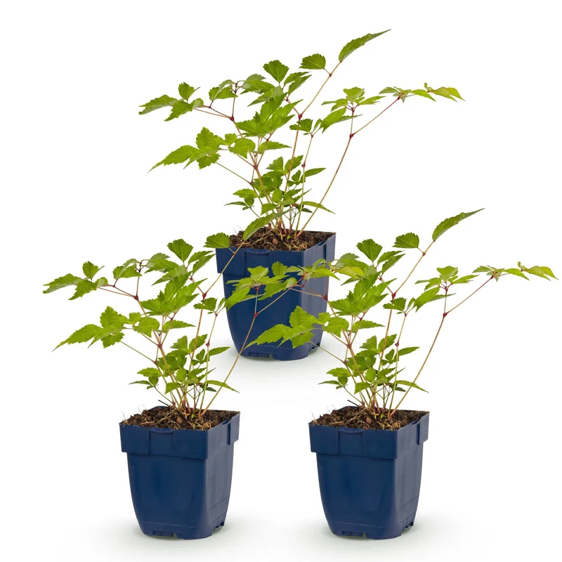 Pluimspirea (J) Europa kopen, met roze bloemen (3x)