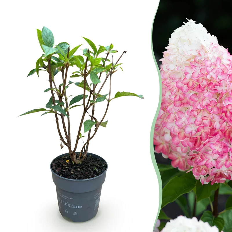 Pluimhortensia Living Pink & Rose