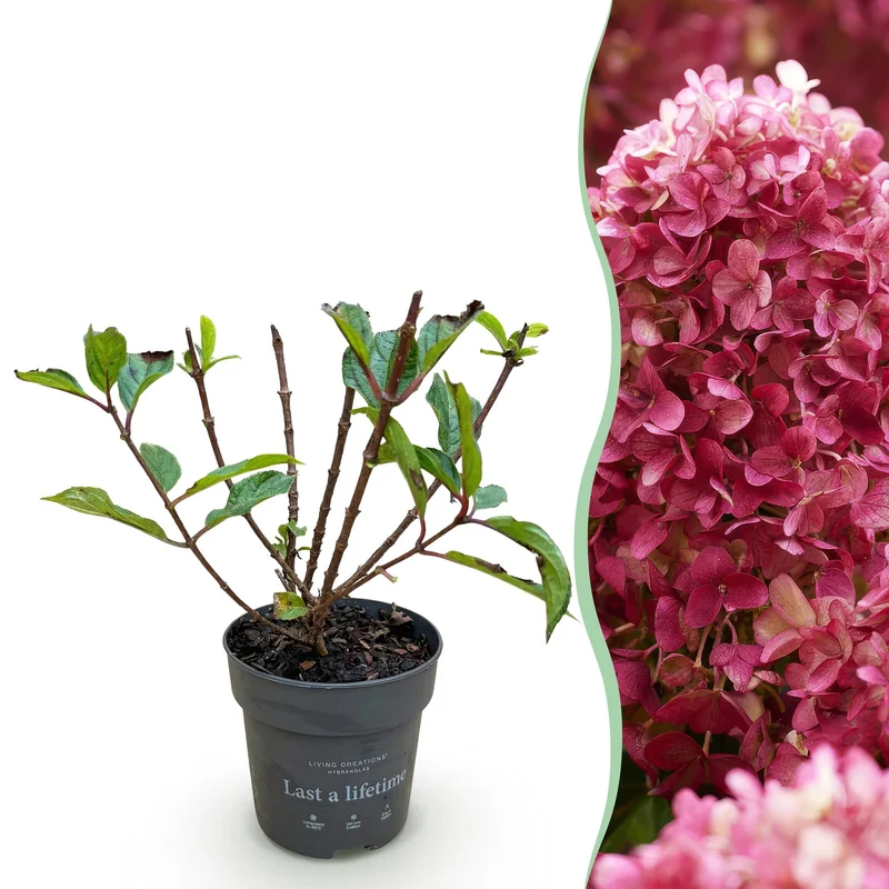Pluimhortensia Living Little Rosy