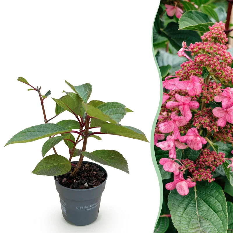 Pluimhortensia Living Infinity