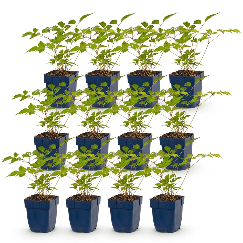 Pluimspirea (J) Europa