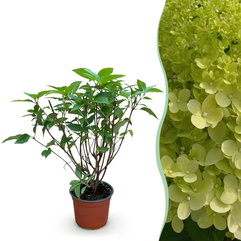 Pluimhortensia Limelight