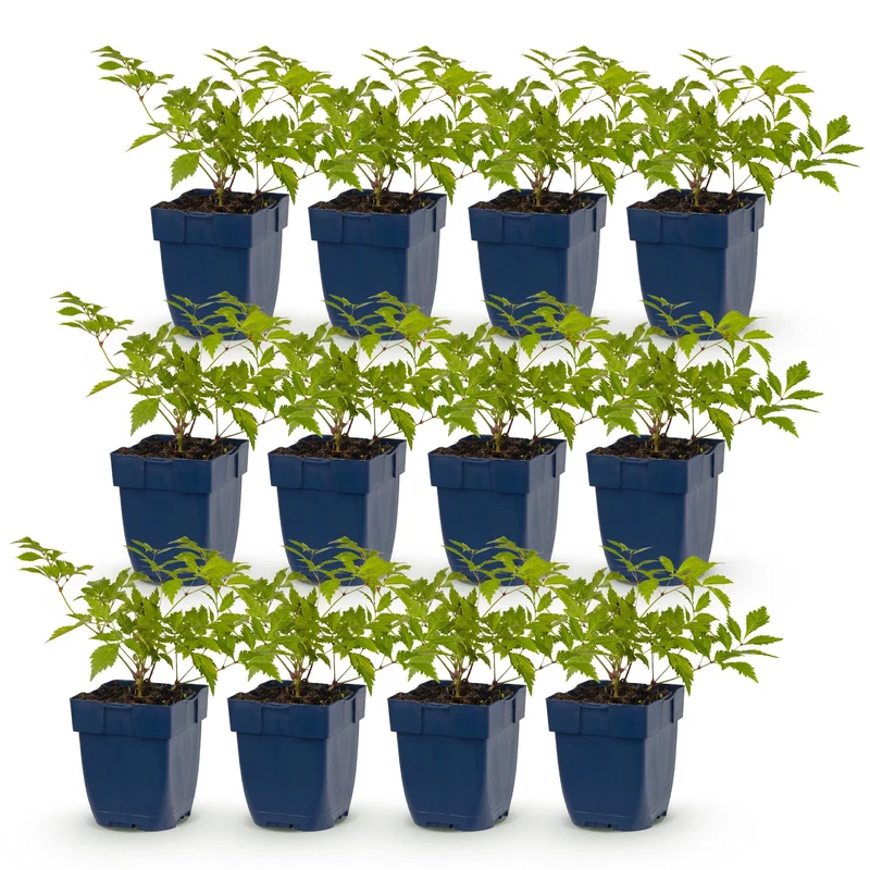12x Pluimspirea (J) Deutschland