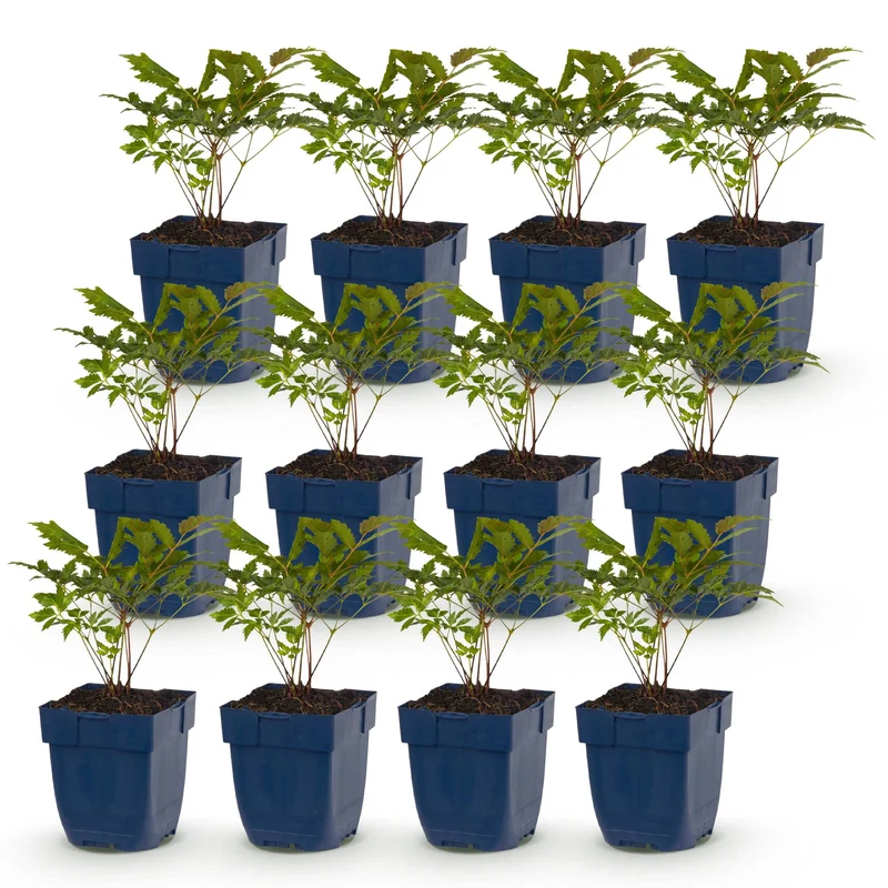 12x Pluimspirea (A) Fanal