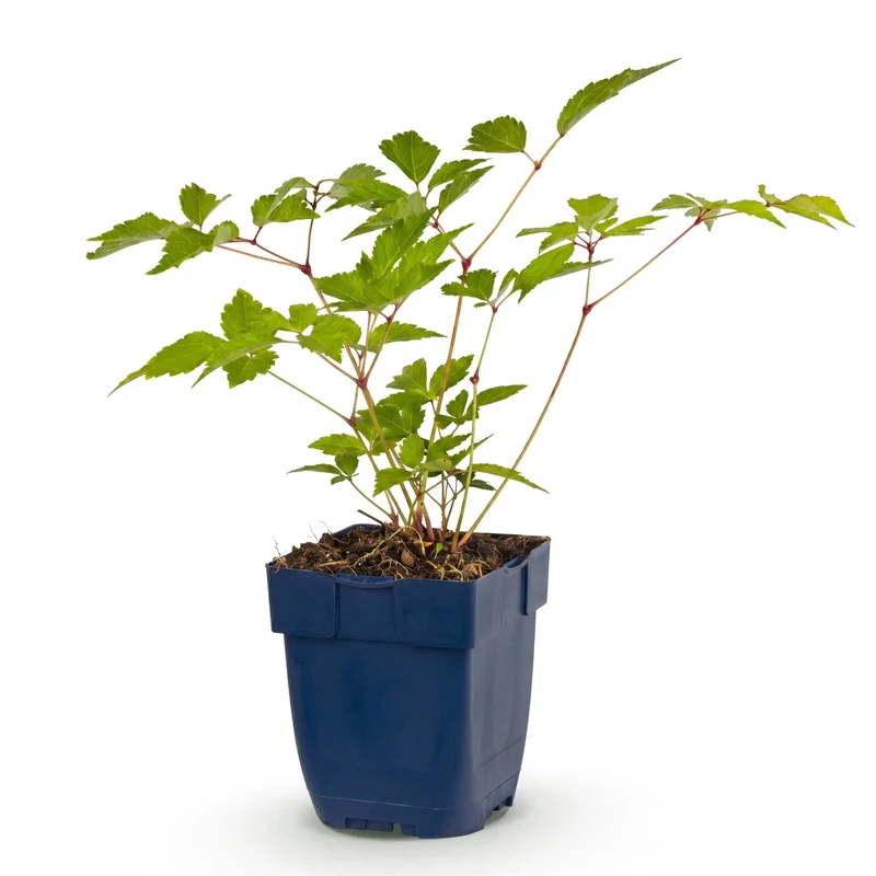 Pluimspirea (J) Europa