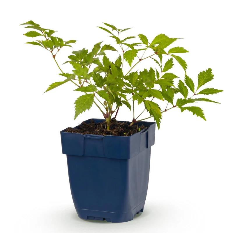 Pluimspirea (J) Deutschland, met witte bloemen