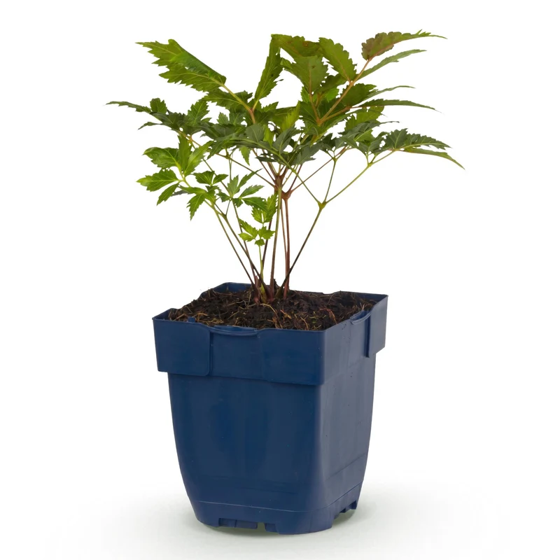 Pluimspirea (A) Fanal