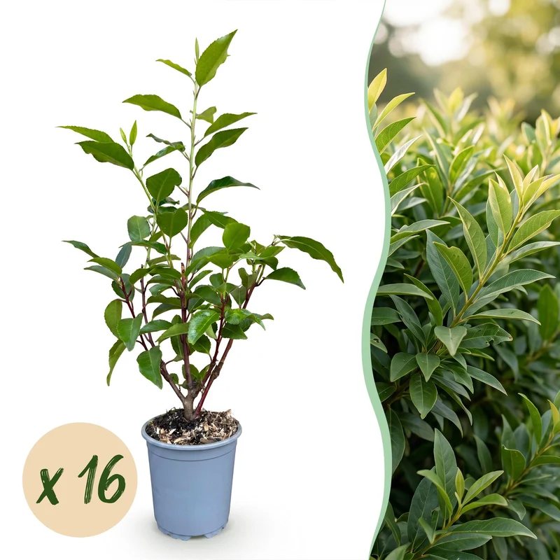 16x Portugese laurier Angustifolia