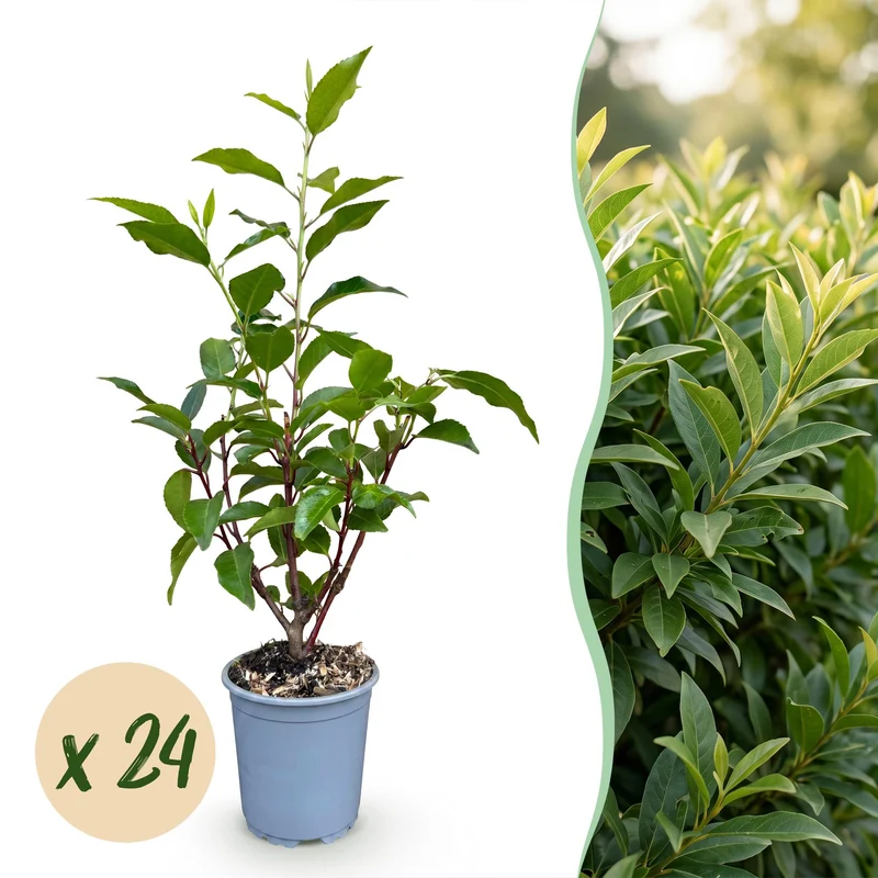 24x Portugese laurier Angustifolia