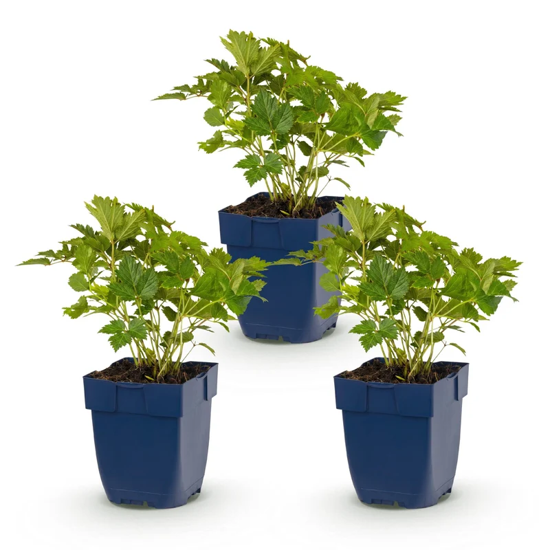 3x Pluimspirea chin. Pumila
