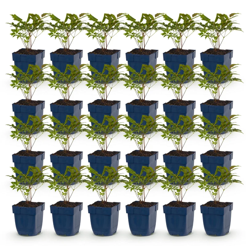 24x Pluimspirea Tricolour