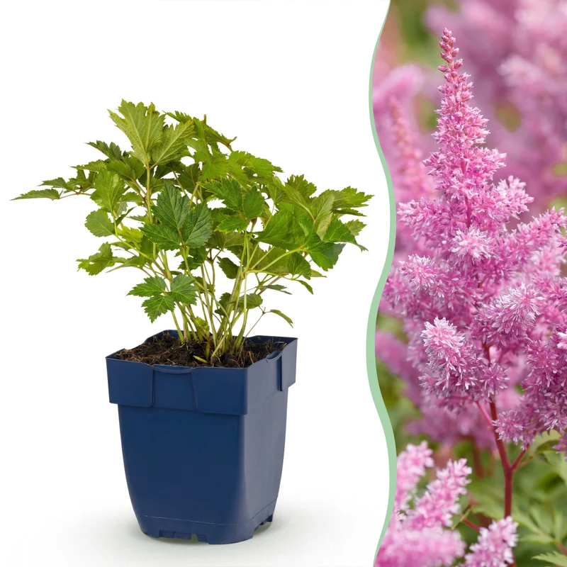 12x Pluimspirea chin. Pumila