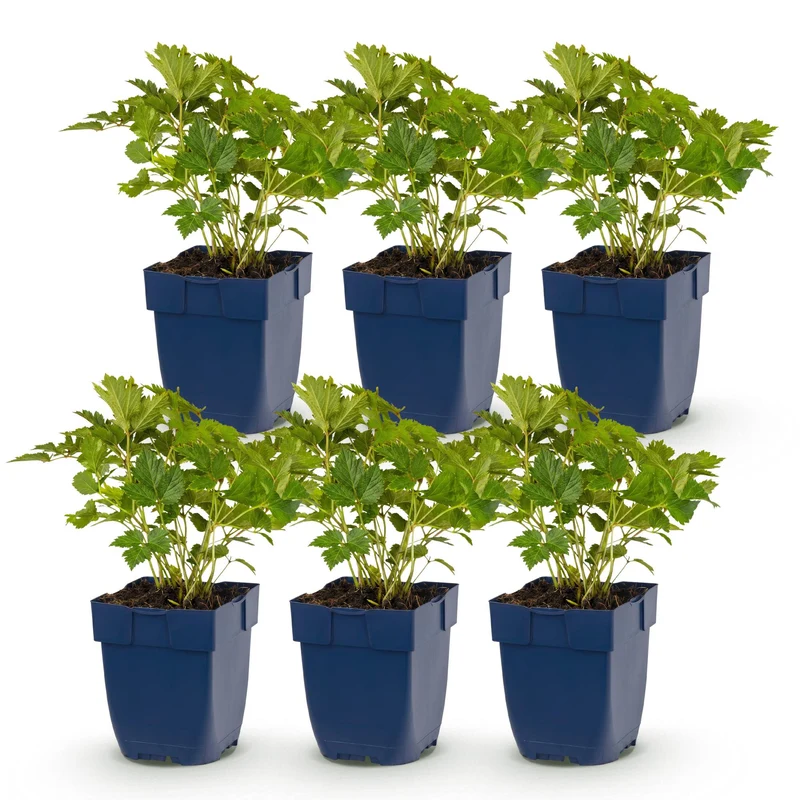 6x Pluimspirea chin. Pumila
