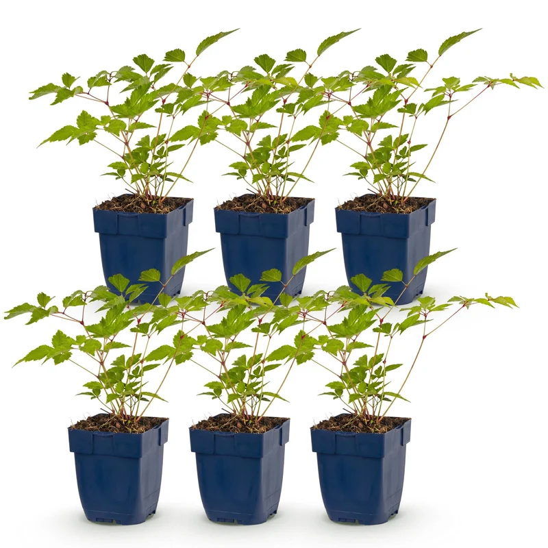 6x Pluimspirea (J) Europa