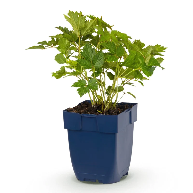 Pluimspirea chin. Pumila