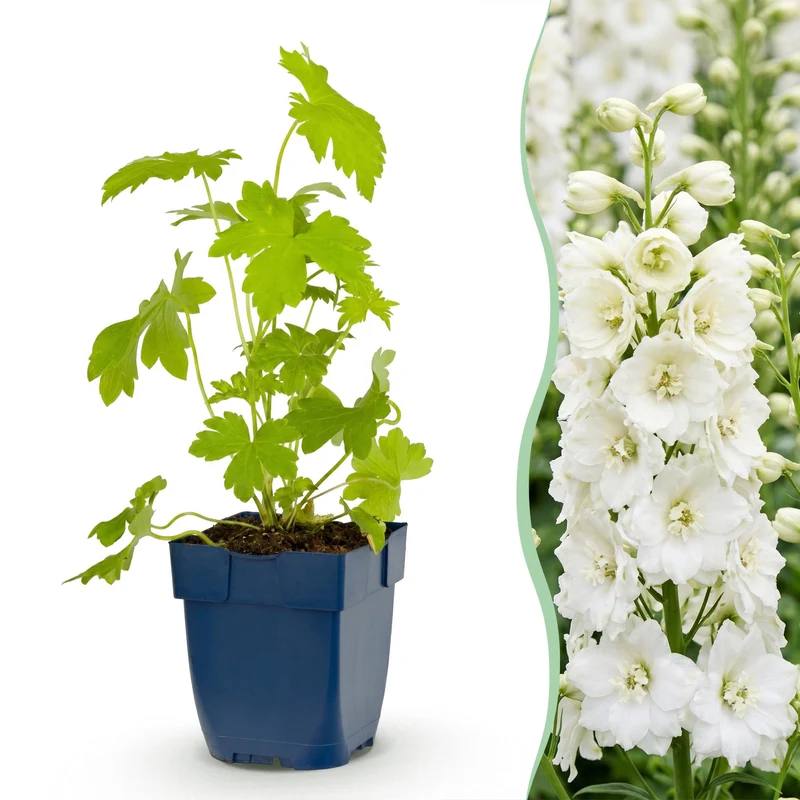 Ridderspoor (P) Galahad, met witte bloemen (3x)