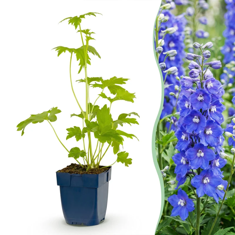 Ridderspoor (P) Blue Bird, met blauwe bloemen (24x)