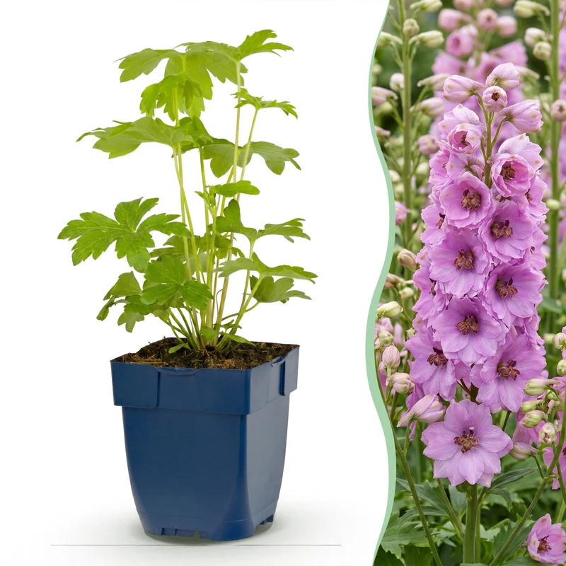 24x Ridderspoor (P) Astolat kopen, met roze bloemen
