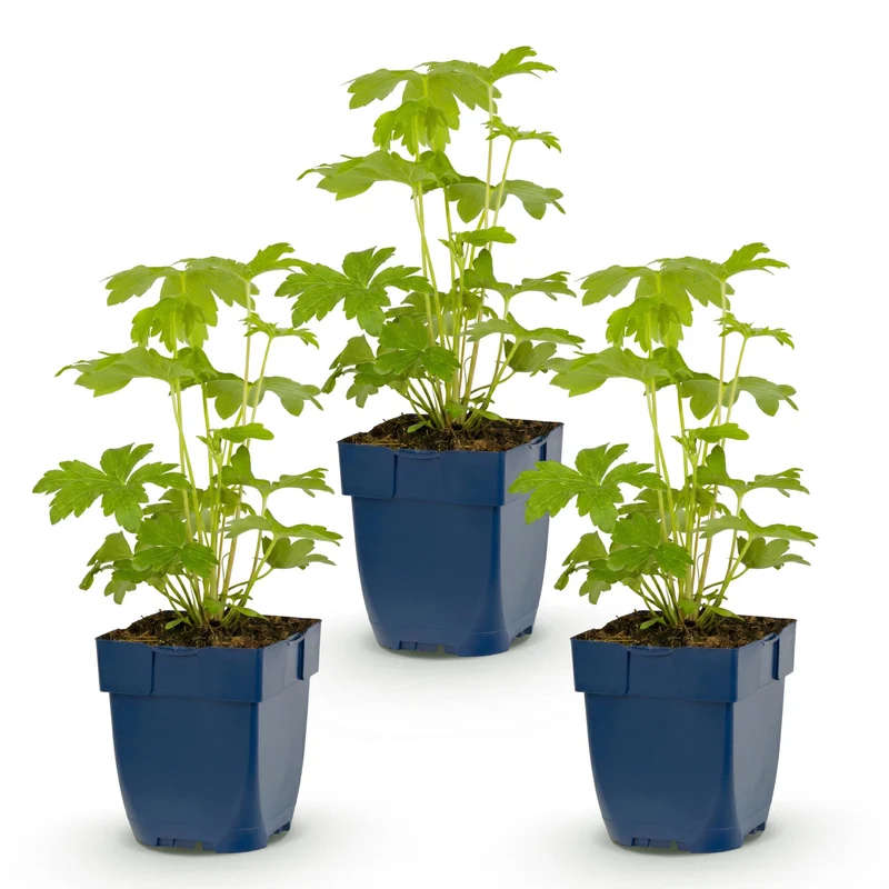 Ridderspoor (P) Astolat, met roze bloemen (3x)