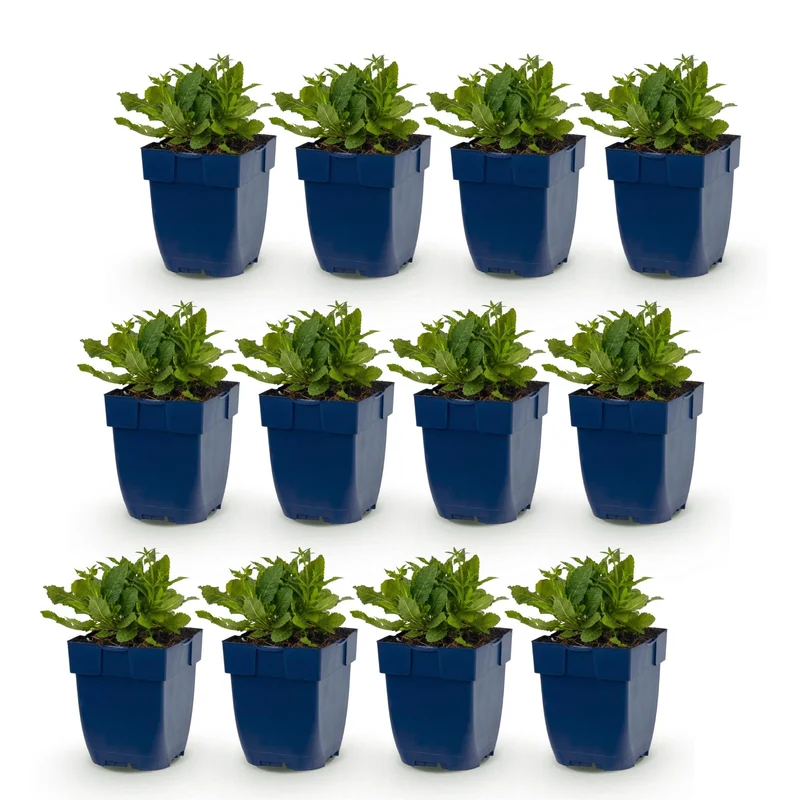 12x Salie nem. Schneehügel