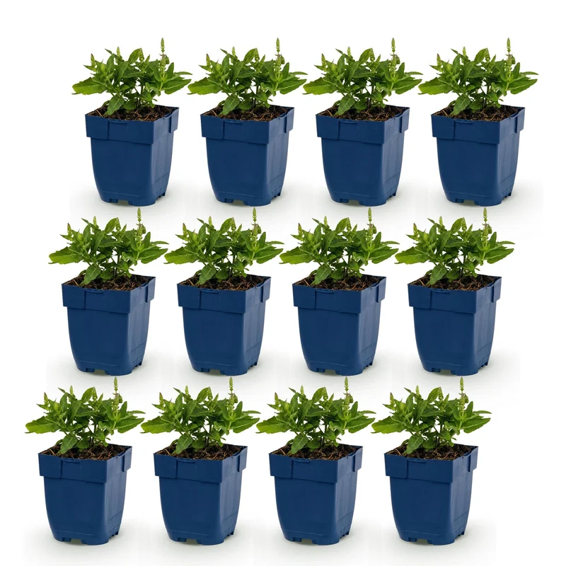 Salie nem. Sense Deepl Blue, 12x met paarse bloemen