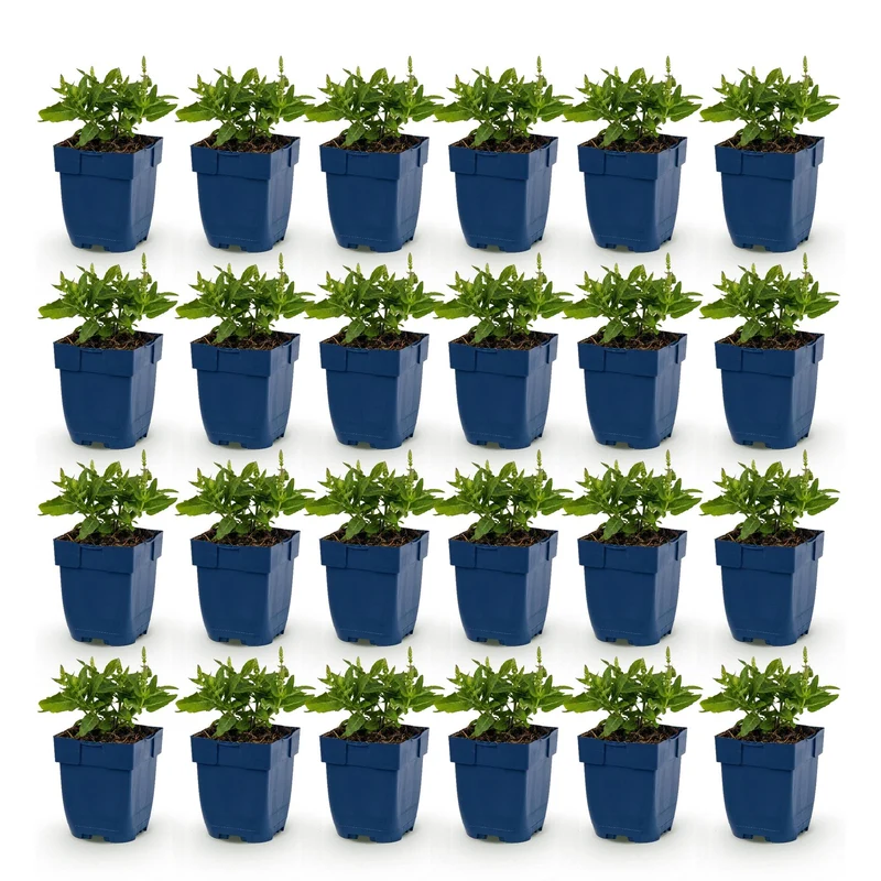Salie nem. Sense Deepl Blue, 24x met paarse bloemen