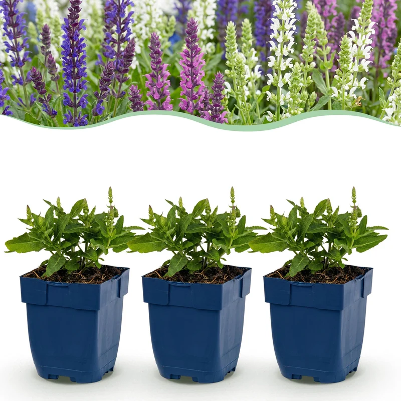 Salie Tricolour, met paarse, roze en witte bloemen (24x)