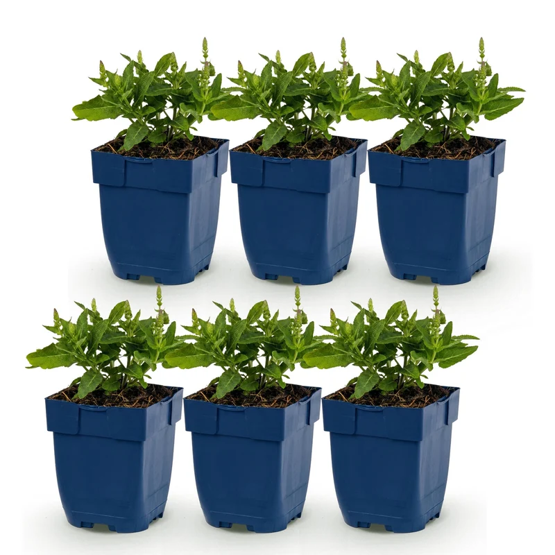 Salie nem. Sense Deepl Blue, 6x met paarse bloemen