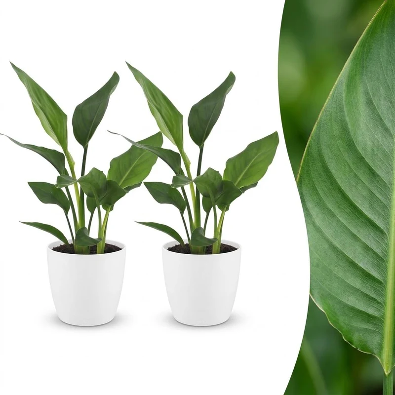 2x Strelitzia Reginea - Paradijsvogelbloem met witte pot