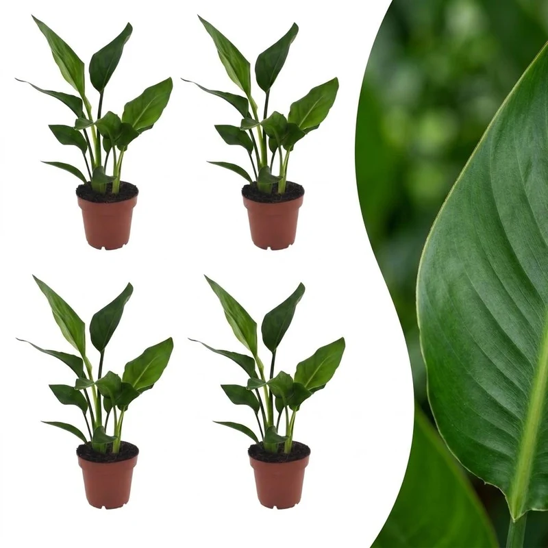 4x Strelitzia Reginea - Paradijsvogelbloem