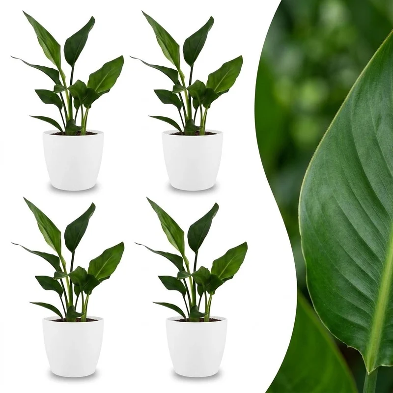 4x Strelitzia Reginea - Paradijsvogelbloem met witte pot