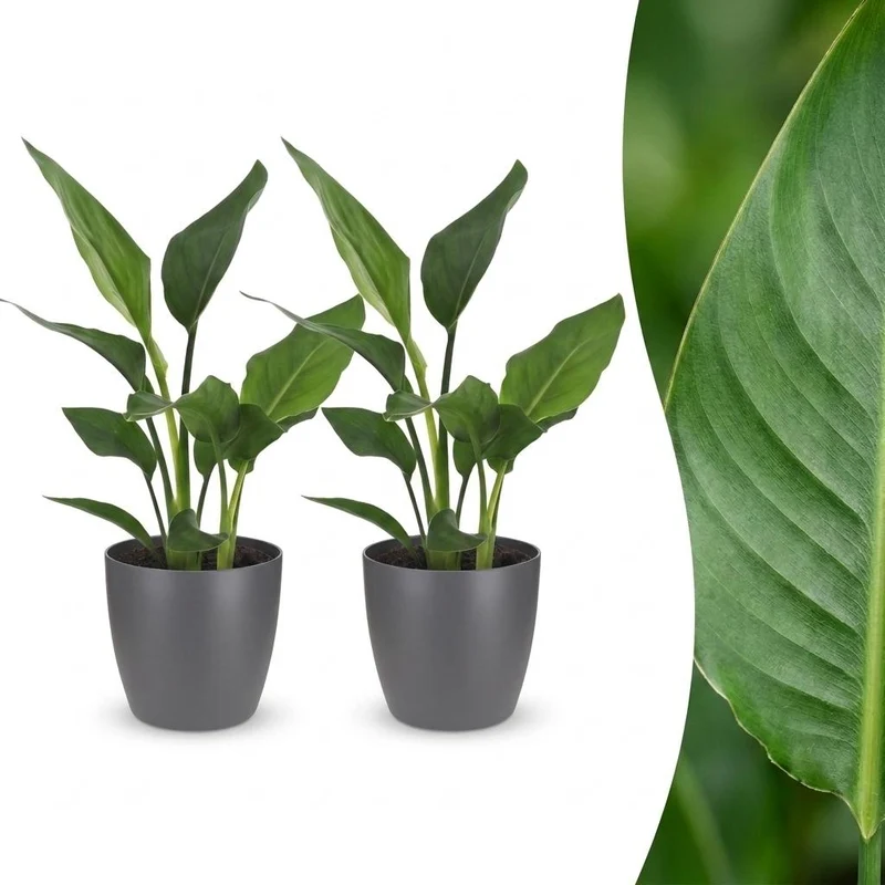 2x Strelitzia Reginea - Paradijsvogelbloem met grijze pot