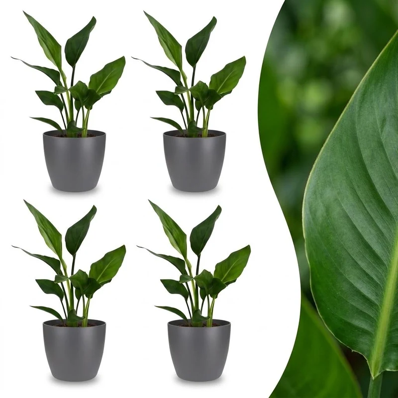 4x Strelitzia Reginea Paradijsvogelbloem met grijze pot
