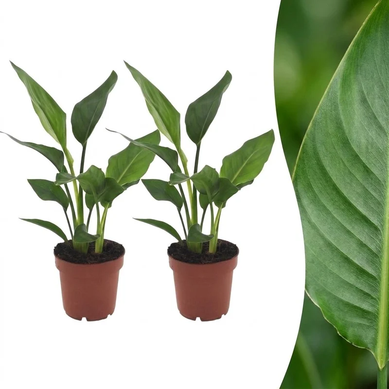 2x Strelitzia Reginea - Paradijsvogelbloem