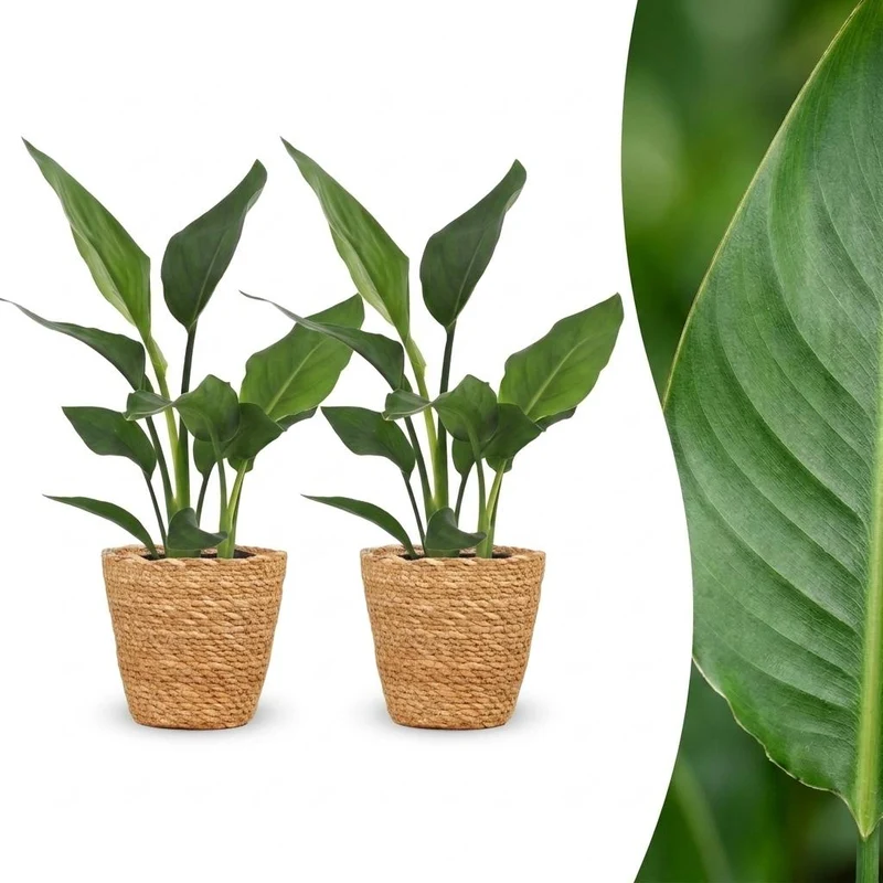 2x Strelitzia Reginea - Paradijsvogelbloem met Mand