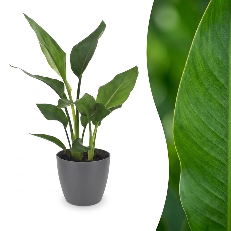 Strelitzia Reginea - Paradijsvogelbloem met grijze pot