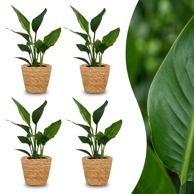 4x Strelitzia Reginea - Paradijsvogelbloem met Zeegras Mand