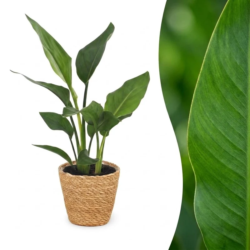 Strelitzia Reginea - Paradijsvogelbloem met Zeegras Mand