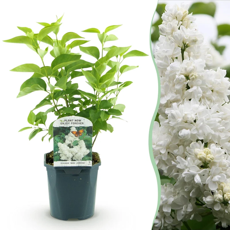 Gewone sering Mme Lemoine, heester met witte bloemen